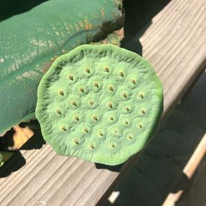 Meet your Posher, Fiona